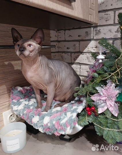 Канадский сфинкс котик