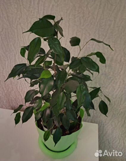 Фил пиперомия фикус ктенанта растения