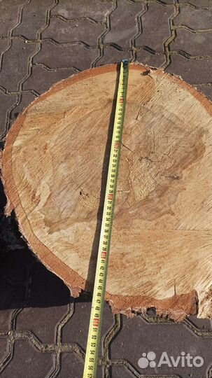 Пень березовый
