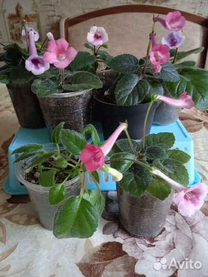 Минисининнгия