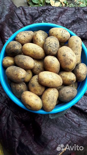 Картофель королева Анна крупный и семенной