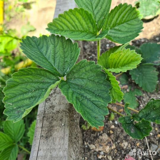 Рассада клубники