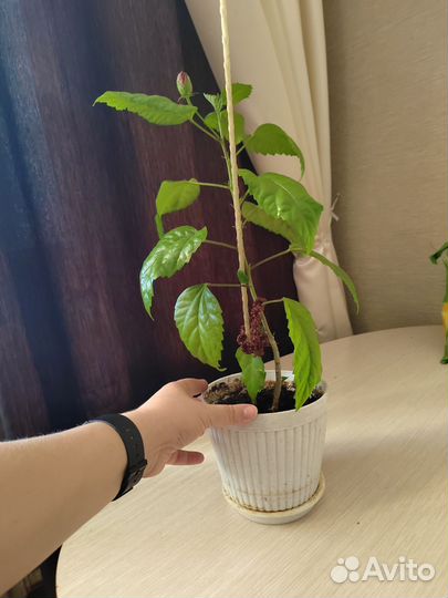 Гибискус китайская роза