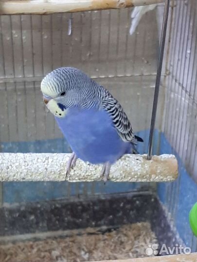 Волнистый попугай