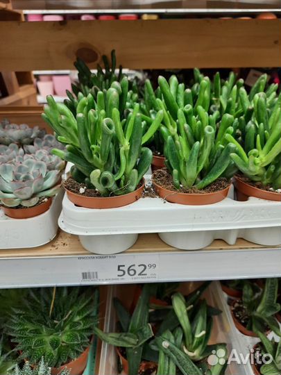 Толстянка хоббит