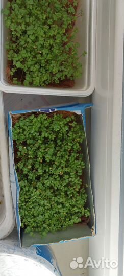 Микрозелень