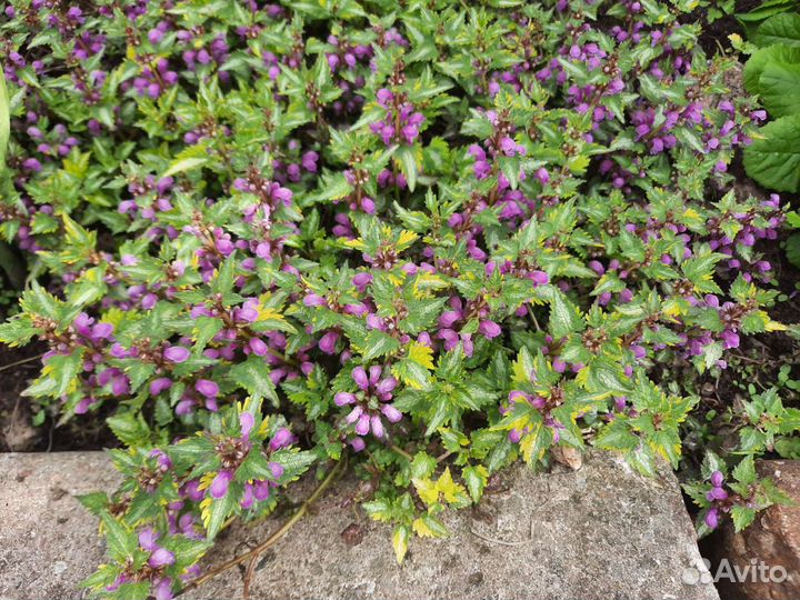 Нитевидная вероника, яснотки, ясколка, барвинки