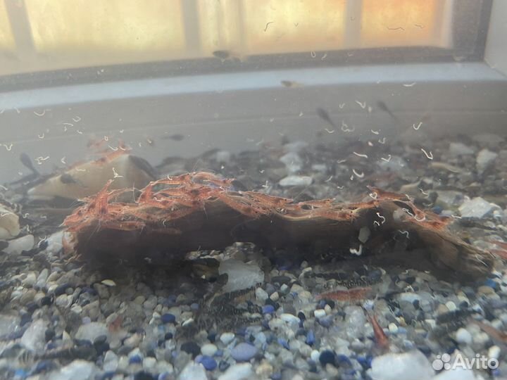 Анциструс Кревека вишня Криптокорина Ампулярии