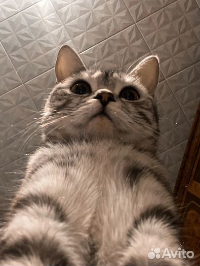 Вязка Шатладская Кошка