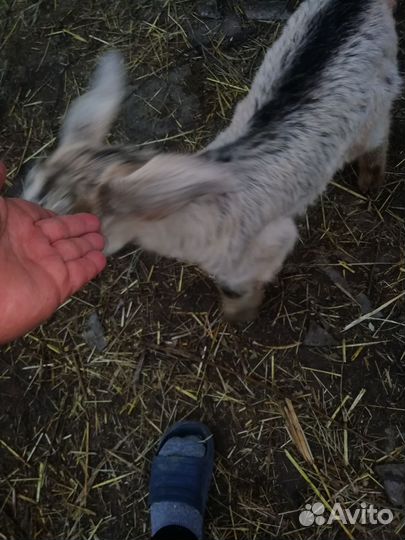 Козлята, баран., телка