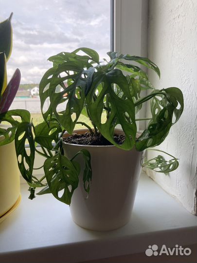 Монстера манки