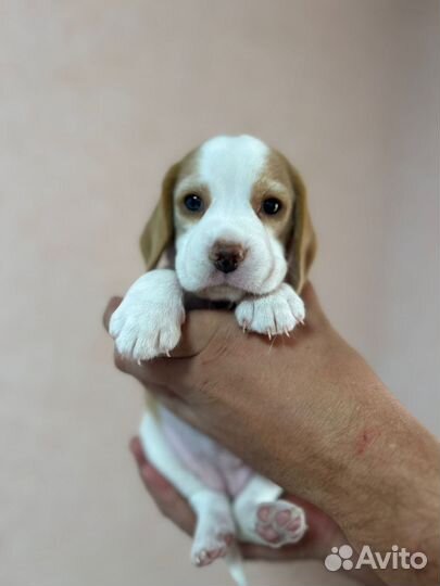 Щенки бигль