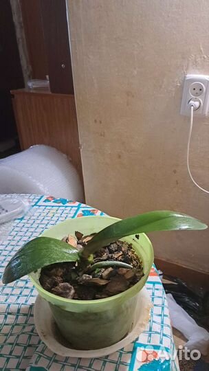 Фиалка в горшках