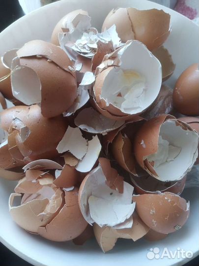 Яичная скорлупа
