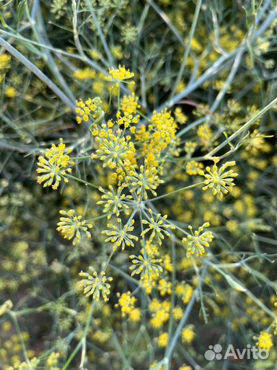 Укроп для засолки