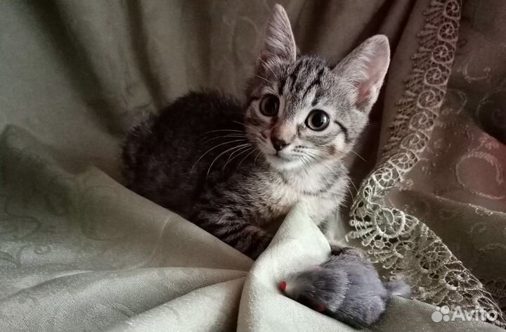 Котенок полосатик в добрые руки