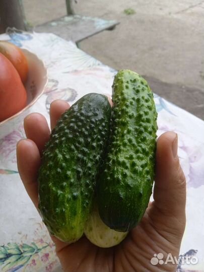 Продам огурцы,лук, картофель, помидоры, морковь