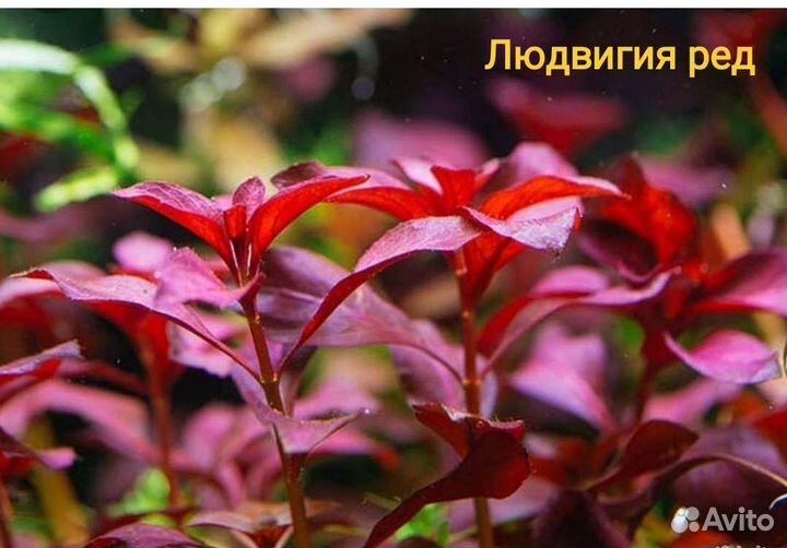 Растения,грунт и грот для аквариума