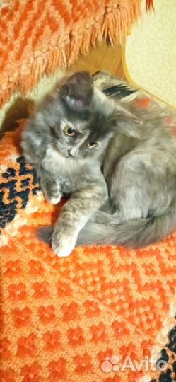 Отдам в хорошие руки