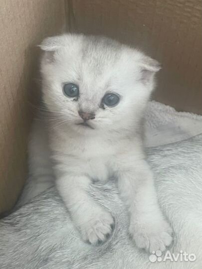 Шотландская вислоухая шиншилла