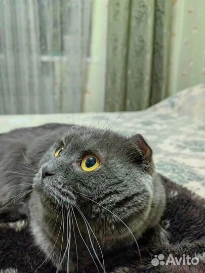 Отдам котика шотландца