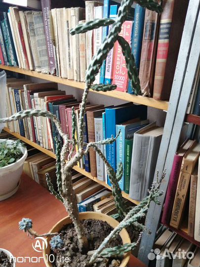 Танцующий кактус