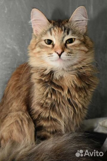 Кошечка Верочка