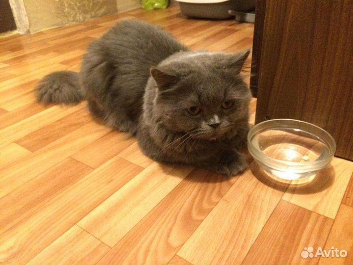 Британский кот вязка