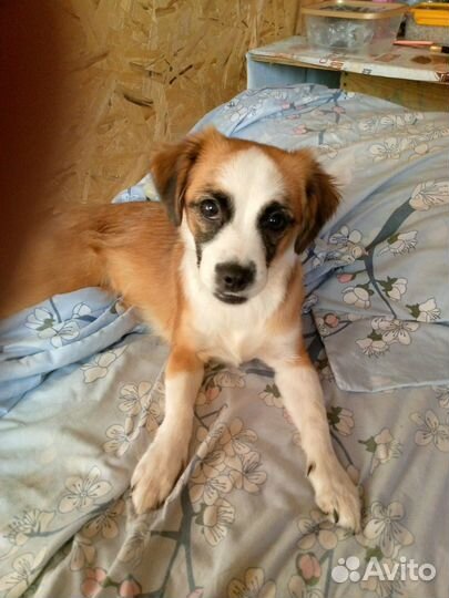 Отдам собак; щенков