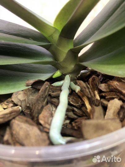 Орхидея мини