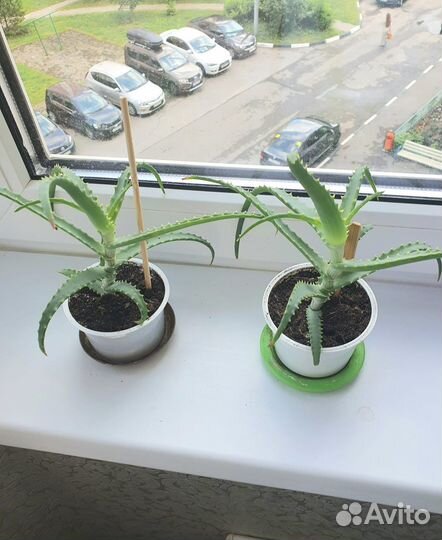 Алоэ лечебное столетник