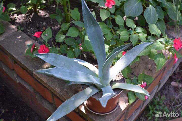 Голубая агава