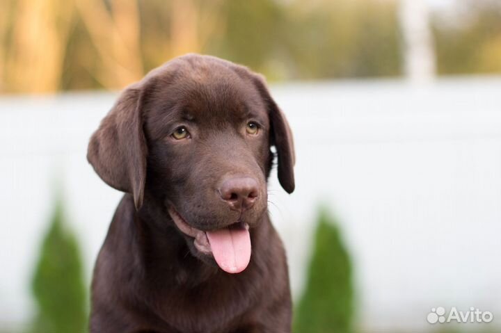 Самые крутые Лабродети