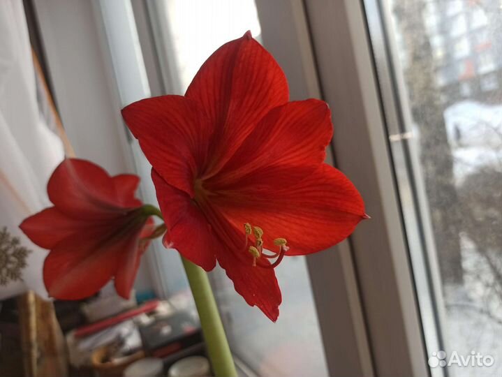 Многолетник амариллис красный (Amaryllis)
