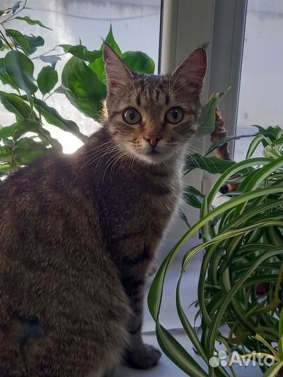 Кошка ласковая