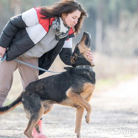 Овчарка в добрые руки