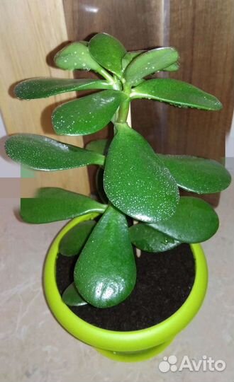 Толстянка-Денежное дерево