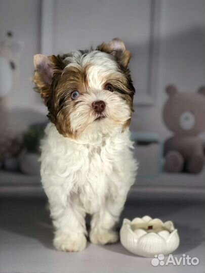 Мраморная красотка