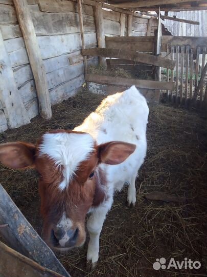 Телёнок бычок