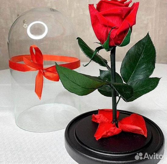 Роза в колбе. Новая