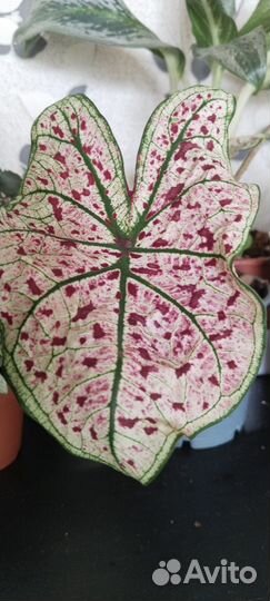 Комнатные цветы