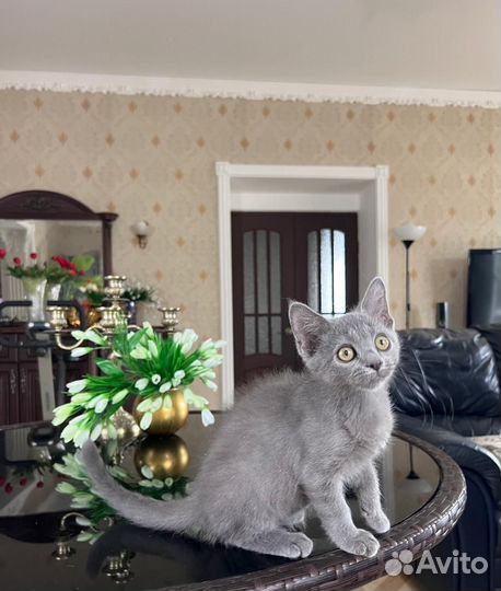 Девон Рекс F1 мальчик