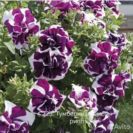 Вегетативная петуния