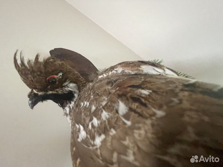 Чучело птиц 2 шт