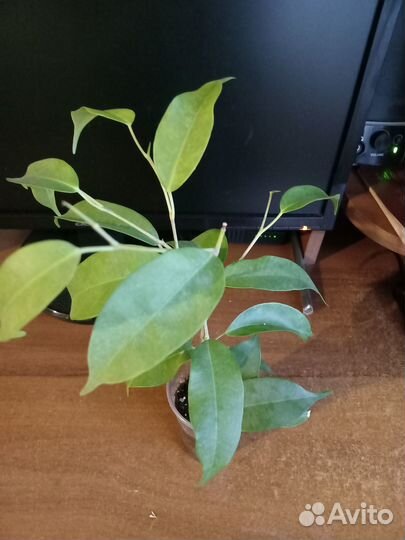 Комнатные цветы