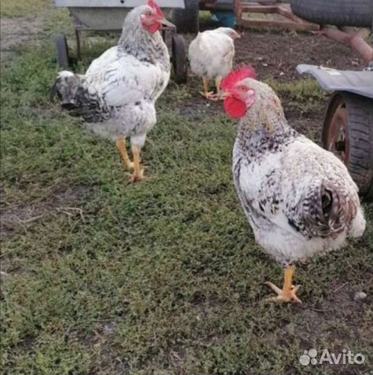 Цыплята суточные и подрощенных. Цветного бройлера