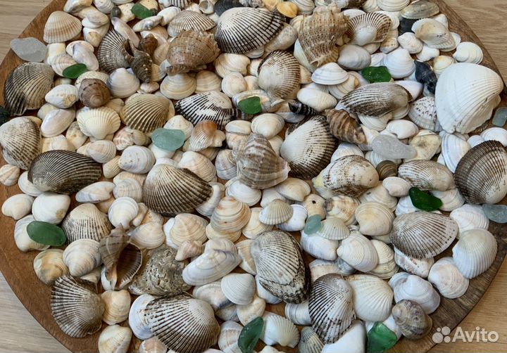 Ракушки морские
