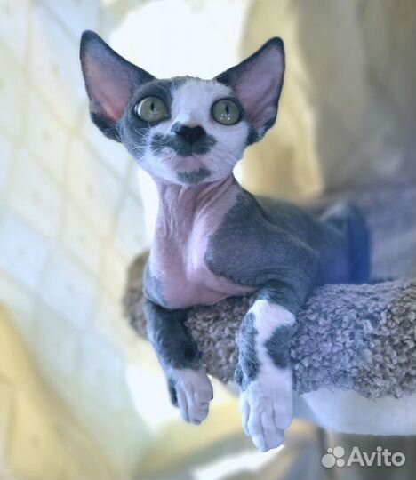 Котята девон-рекс