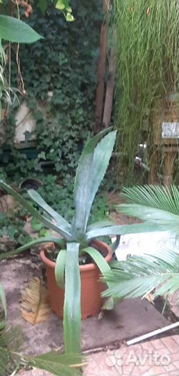 Агава голубая и полосатая