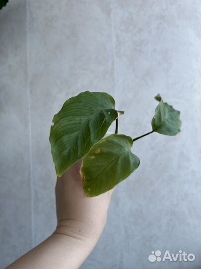 Калатея еллоу fusion